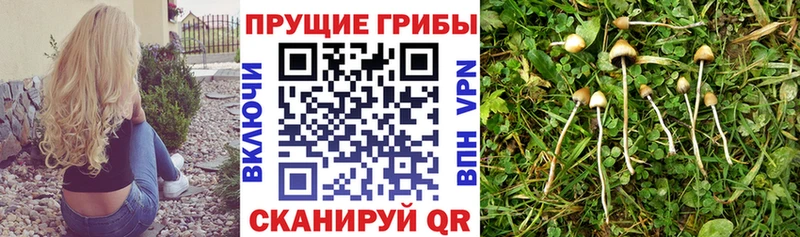 как найти закладки  Клинцы  Галлюциногенные грибы Psilocybe 